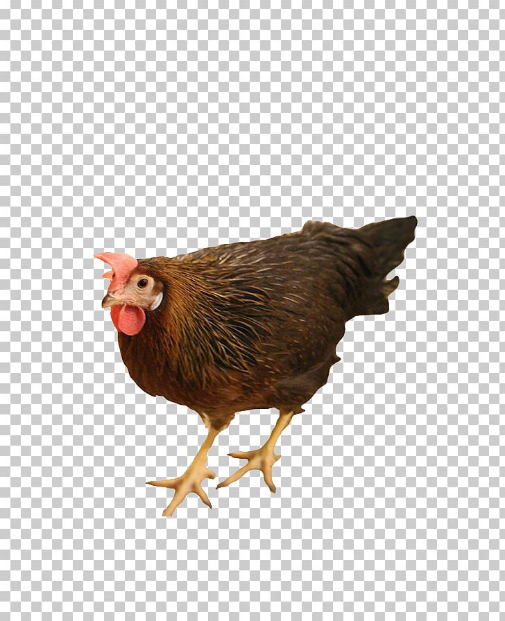 Rooster Leghorn Chicken Sussex Chicken Chicken Coop Free-range Eggs PNG, Clipart, Beak, Bird, Breed, Chicken, Chicken Chicken Free PNG Download
