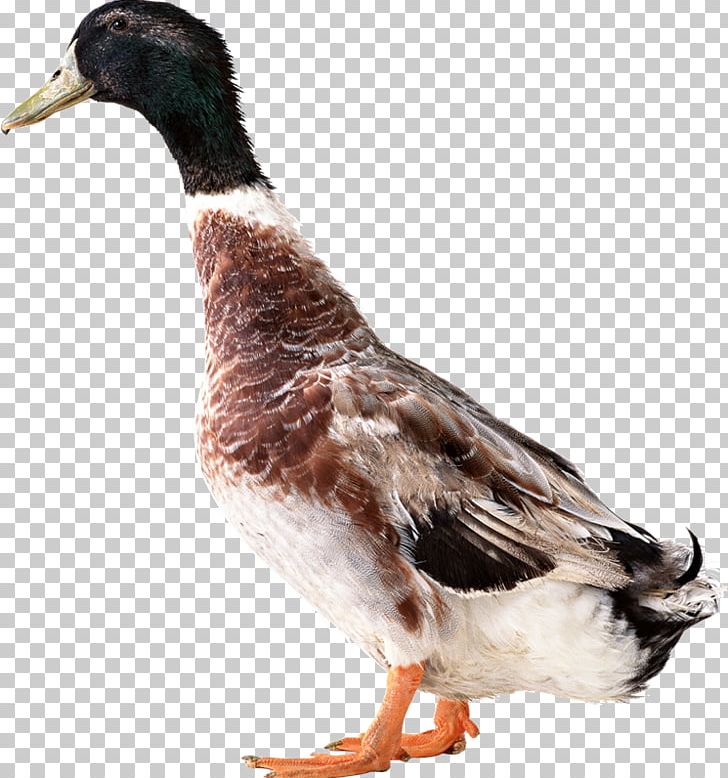 American Pekin Duck Mallard Goose PNG, Clipart, American Pekin, Anatidae, Animals, Beak, Bird Free PNG Download