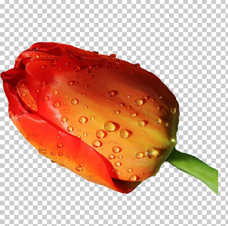 Flower Tulip High-definition Television Display Resolution PNG, Clipart, 720p, 1080p, 1610, Aspect Ratio, Bud Free PNG Download