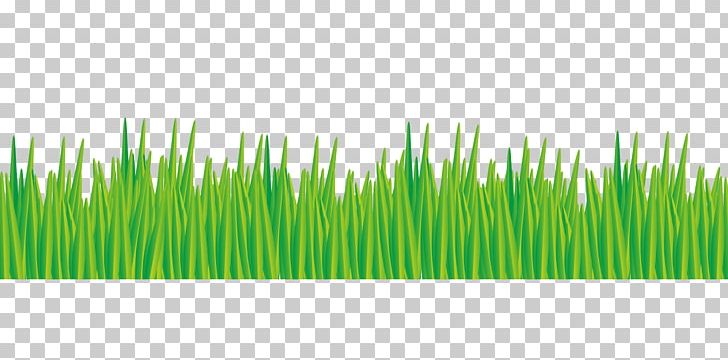 Meadow Lawn Green Pasture PNG, Clipart, Border, Chrysopogon Zizanioides, Commodity, Drawing, Grasgroen Free PNG Download