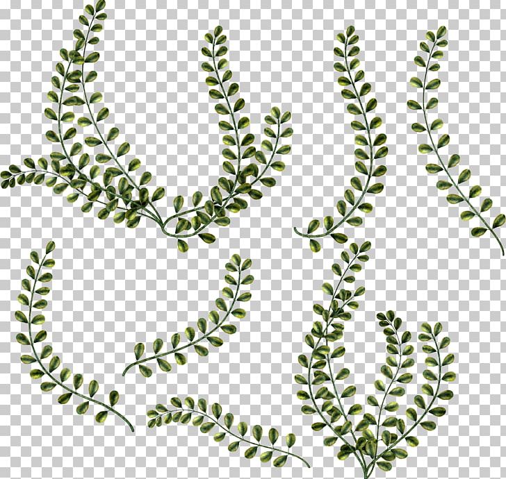 Portable Network Graphics Leaf JPEG PNG, Clipart, Area, Blog, Diary, Download, Flora Free PNG Download