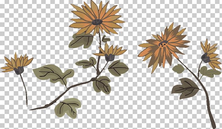 Chrysanthemum Flower PNG, Clipart, Branch, Chart, Chrysanthemum Chrysanthemum, Chrysanthemum Flowers, Chrysanthemums Free PNG Download