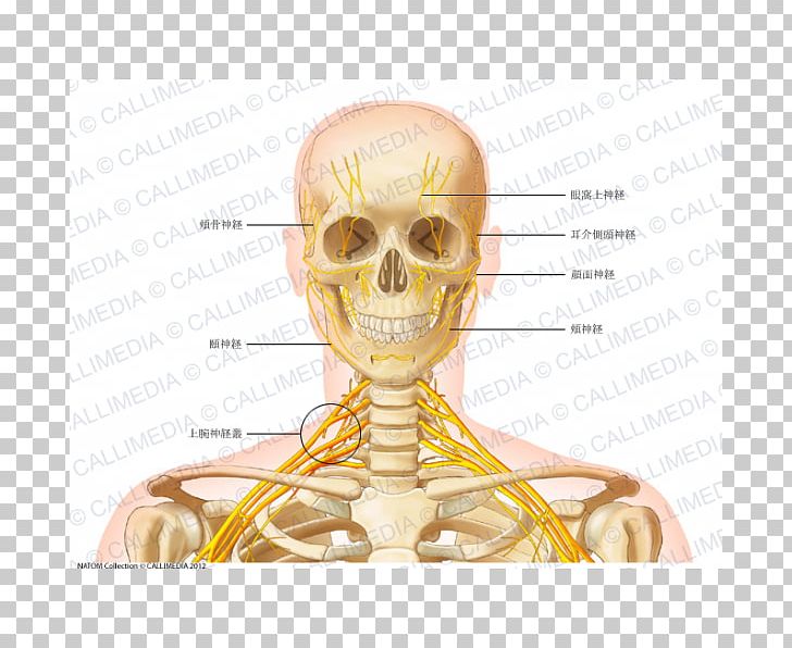 Head And Neck Anatomy Vein Human Body PNG, Clipart, Anatomy, Blood Vessel, Bone, Coronal Plane, External Jugular Vein Free PNG Download