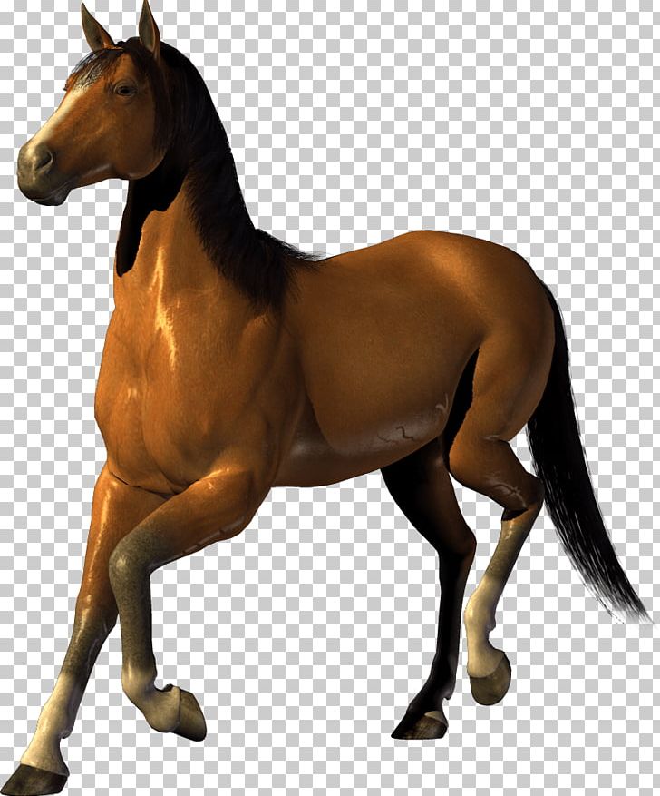 Horse PNG, Clipart, Alpha Compositing, Ani, Animals, Encapsulated Postscript, Horse Supplies Free PNG Download