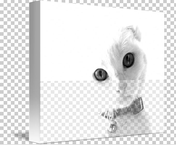 Kitten Whiskers PNG, Clipart, Animals, Black And White, Carnivoran, Cat, Cat Like Mammal Free PNG Download