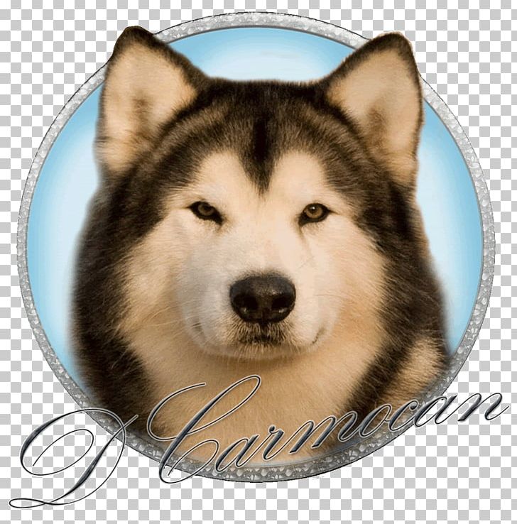 Miniature Siberian Husky Alaskan Malamute Sakhalin Husky Canadian Eskimo Dog Seppala Siberian Sleddog PNG, Clipart, Carnivoran, Dog, Dog Breed, Dog Breed Group, Dog Like Mammal Free PNG Download