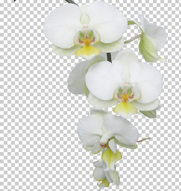 Moth Orchids Flower Butterfly PNG, Clipart, Artificial Flower, Blossom, Branch, Butterfly, Color Free PNG Download
