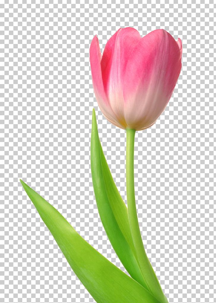Skagit Valley Tulip Festival Desktop PNG, Clipart, Bud, Cut Flowers, Desktop Wallpaper, Download, Flower Free PNG Download