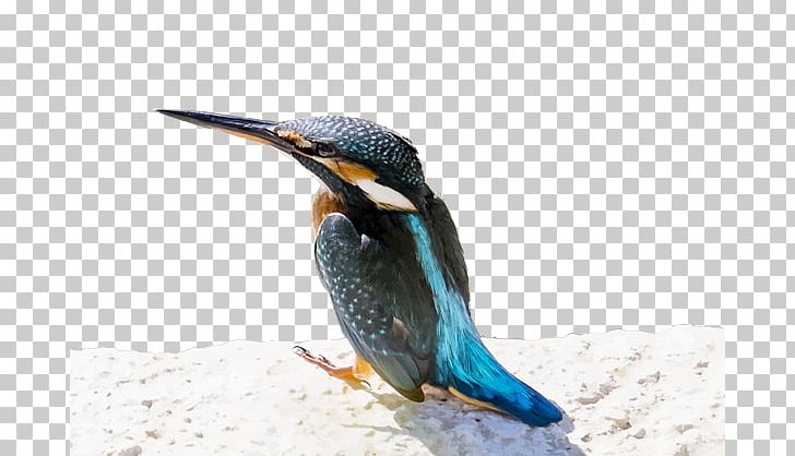 Beak Bird Fauna Common Kingfisher PNG, Clipart, Beak, Bird, Common Kingfisher, Fauna, Greeting Note Cards Free PNG Download