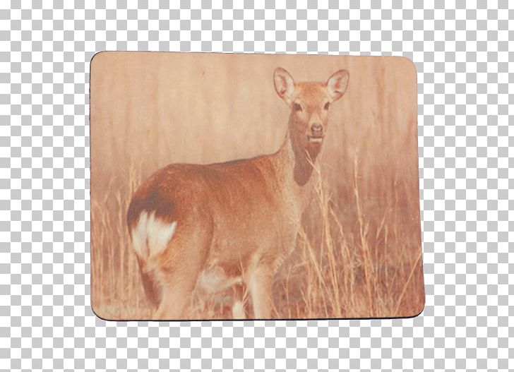 Deer Cattle Wildlife Snout Tail PNG, Clipart, Animals, Cattle, Deer, Fauna, Mammal Free PNG Download