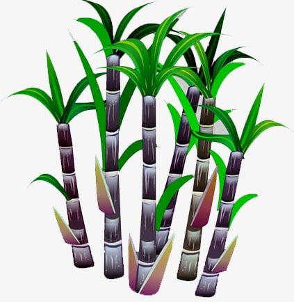 Sugar Cane PNG, Clipart, Beautiful, Cane, Cane Clipart, Decoration, Food Free PNG Download