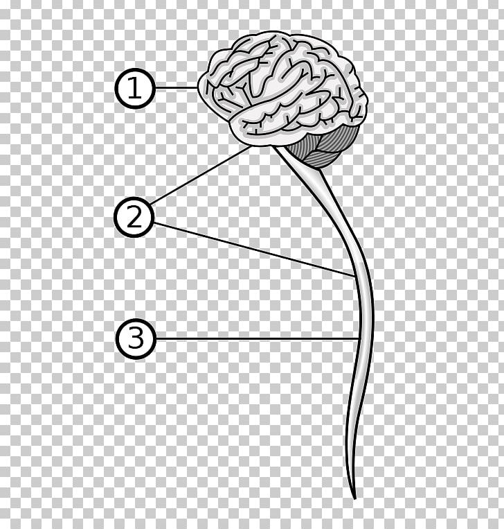 Vertebrate Central Nervous System Brain Peripheral Nervous System PNG, Clipart, Angle, Black And White, Brain, Central Nervous System, Cephalization Free PNG Download