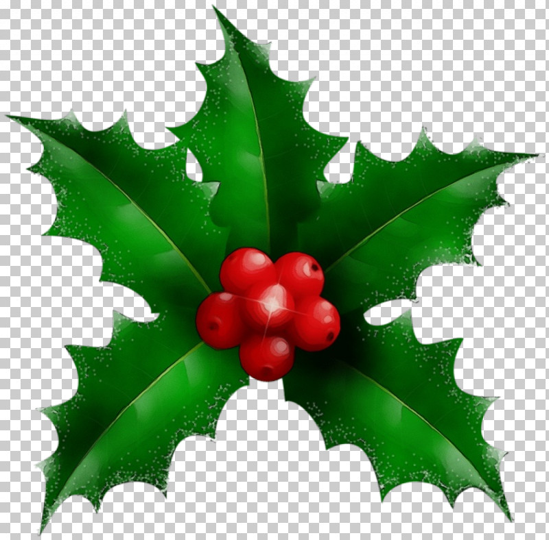 Holly PNG, Clipart, American Holly, Flower, Holly, Hollyleaf Cherry, Leaf Free PNG Download