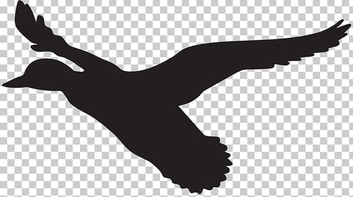 Duck Flight Mallard PNG, Clipart, Art, Beak, Bird, Black And White, Clip Art Free PNG Download