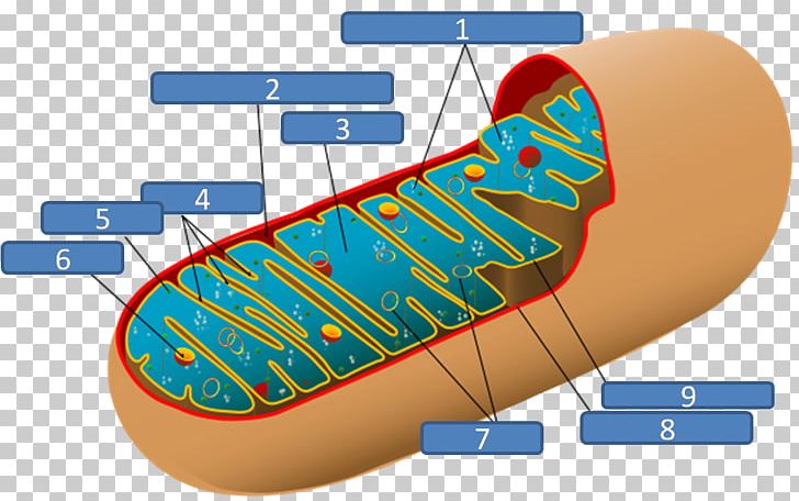 Mitochondrion Plant Cell Chloroplast Respiration PNG, Clipart, Biology, Cell, Cell Membrane, Cellular Respiration, Chloroplast Free PNG Download