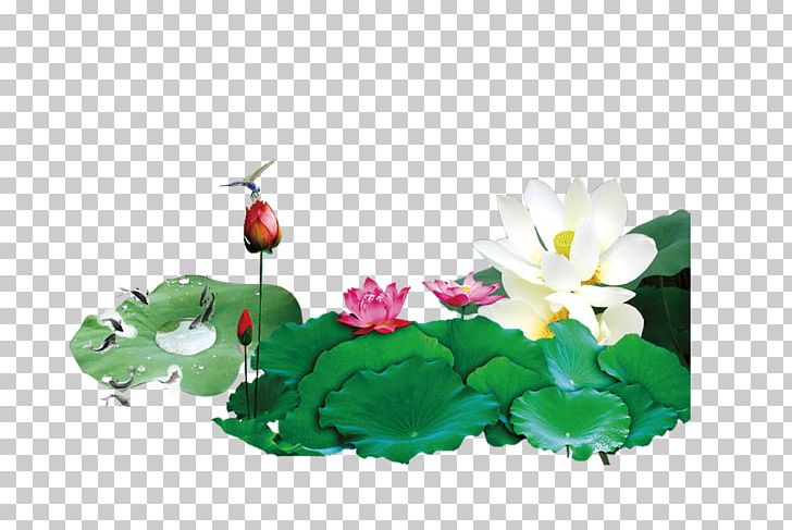 Nelumbo Nucifera Lianchitang Computer File PNG, Clipart, Aquatic Plant, China, Chinese Style, Company, Corporate Free PNG Download