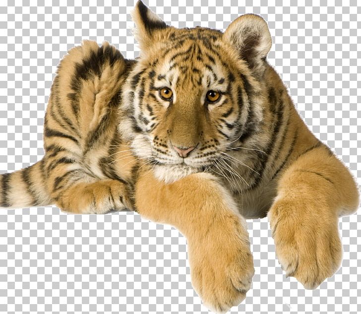 Tiger Camcorder Video Cameras Cat PNG, Clipart, 5 Months, 1080p, Animals, Big Cats, Camcorder Free PNG Download