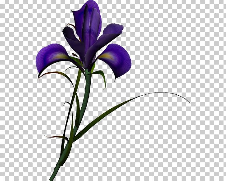 Irises Iris Family Flower Computer Icons PNG, Clipart, Art, Blue, Computer Icons, Cut Flowers, Fleur Free PNG Download