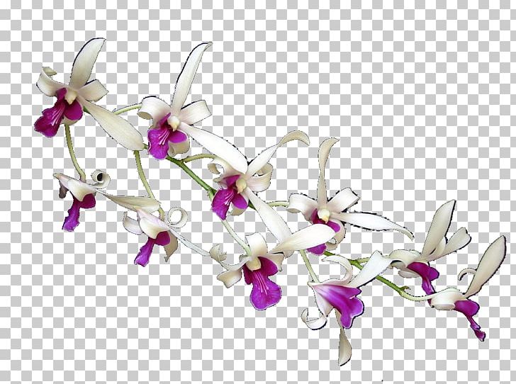 Moth Orchids Floral Design Cut Flowers Body Jewellery PNG, Clipart, Blossom, Body Jewellery, Body Jewelry, Branch, Branching Free PNG Download