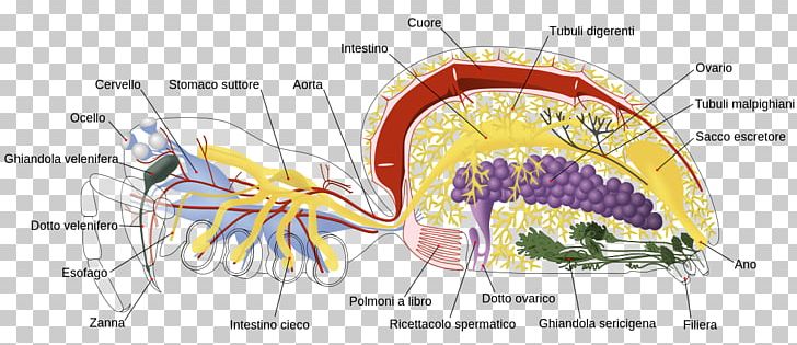 Spider Anatomy A Spider's Life Spiders And Other Arachnids PNG, Clipart,  Free PNG Download