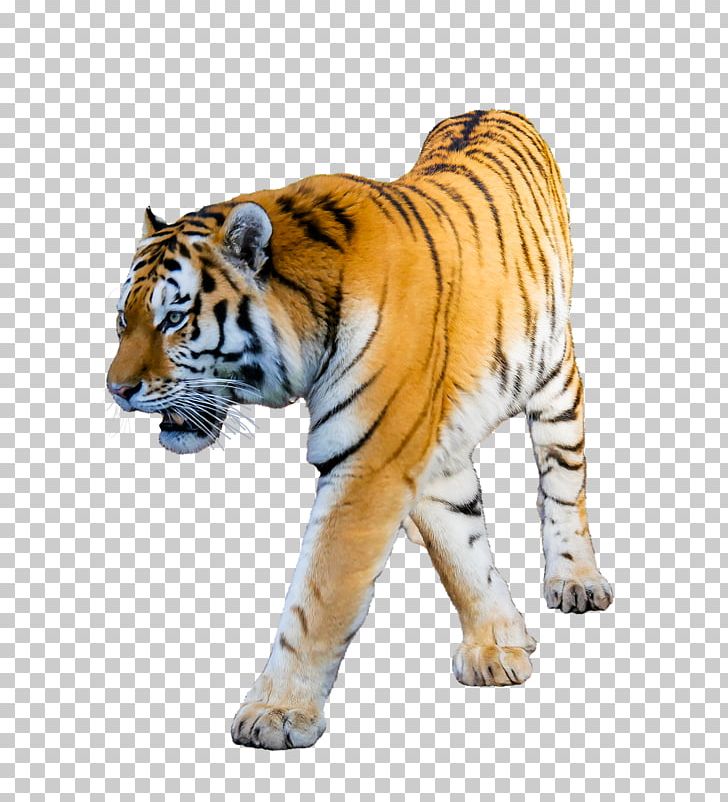 White Tiger Siberian Tiger Cat PNG, Clipart, Animal Figure, Animals, Bengal Tiger, Big Cats, Black Tiger Free PNG Download
