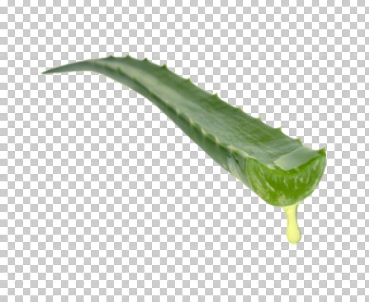 Aloe Vera Medicinal Plants Leaf Forever Living Products PNG, Clipart, Aloe, Aloe Vera, Aloin, Cosmopharma, Food Free PNG Download
