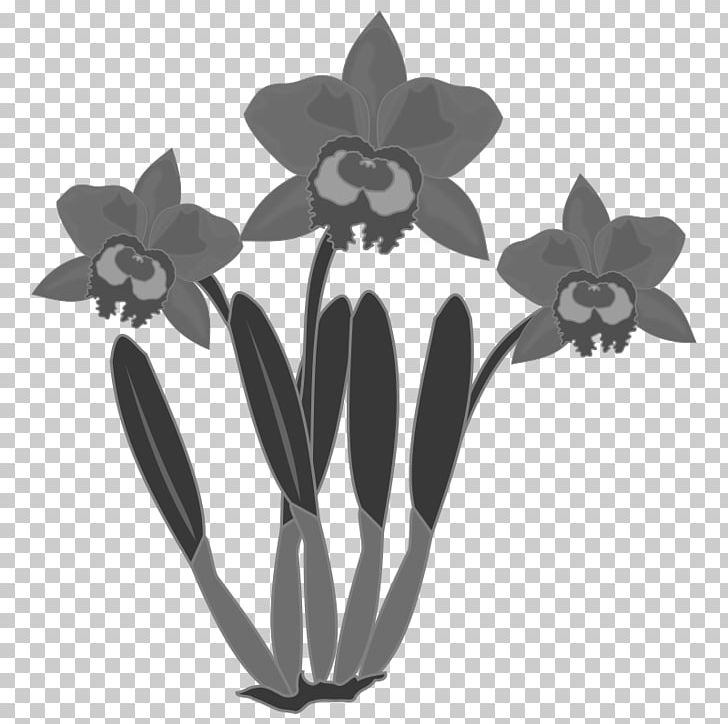 Orchids PNG, Clipart, Black And White, Cattleya Orchids, Color, Flora, Flower Free PNG Download