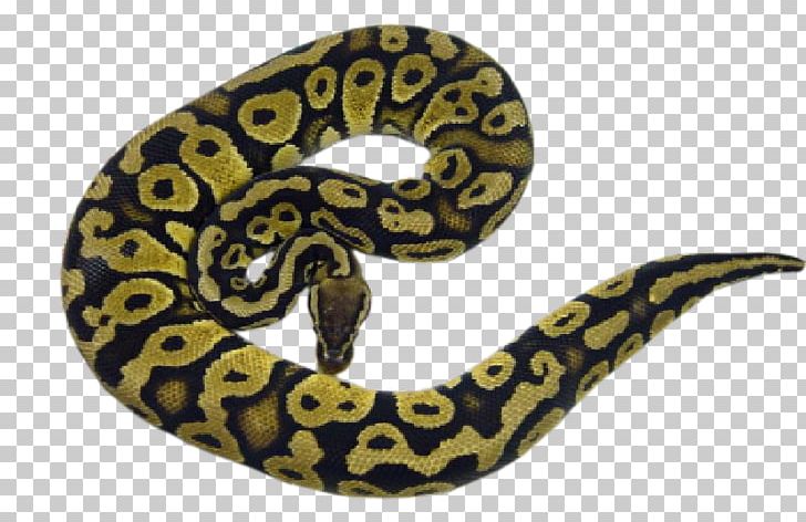 Boa Constrictor Hognose Snake Ball Python Rattlesnake PNG, Clipart, Aesthetics, Animals, Ball Python, Boa Constrictor, Boas Free PNG Download