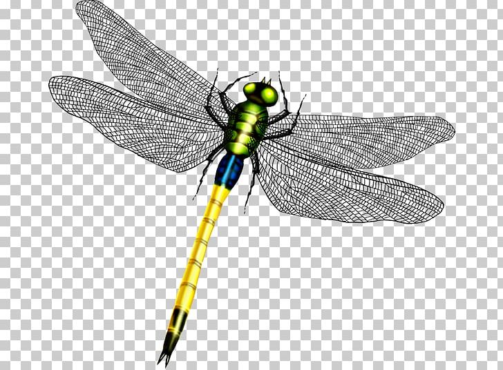 Dragonfly Butterfly Wing PNG, Clipart, Arthropod, Butterfly, Computer Icons, Dragonflies And Damseflies, Dragonfly Free PNG Download