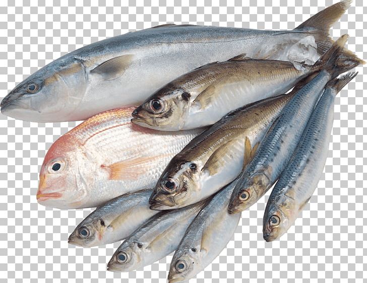 Saltwater Fish PNG, Clipart, Anchovy, Animals, Animal Source Foods, Bonito, Capelin Free PNG Download