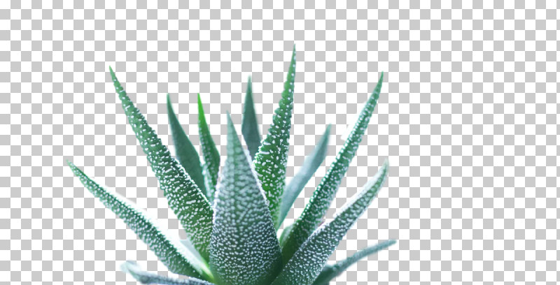 Aloe Vera PNG, Clipart, Agave, Agave Azul, Agave Tequilana, Aloes, Aloe Vera Free PNG Download