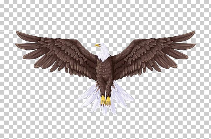 Bald Eagle Drawing Illustration PNG, Clipart, Art, Background Effects, Beak, Bird, Body Free PNG Download