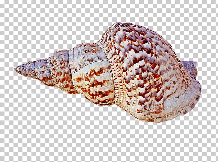 Caracola Conch Seashell PNG, Clipart, Caracola, Cockle, Computer Icons, Conch, Deniz Free PNG Download
