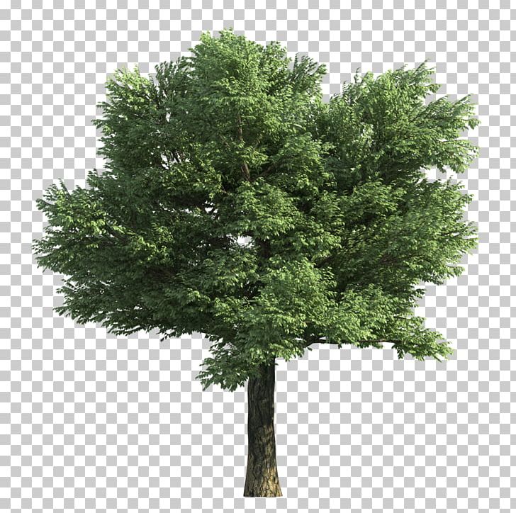 Stock Photography Elm Tree Sycamore Maple Norway Maple PNG, Clipart, Bark, Branch, Deciduous, Depositphotos, Elm Free PNG Download
