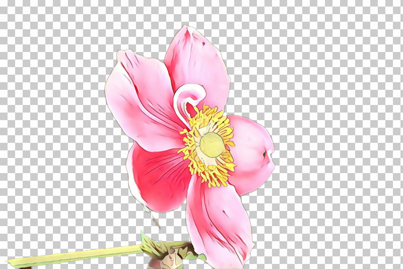 Pink Petal Flower Plant Blossom PNG, Clipart, Blossom, Cut Flowers, Flower, Moth Orchid, Pedicel Free PNG Download