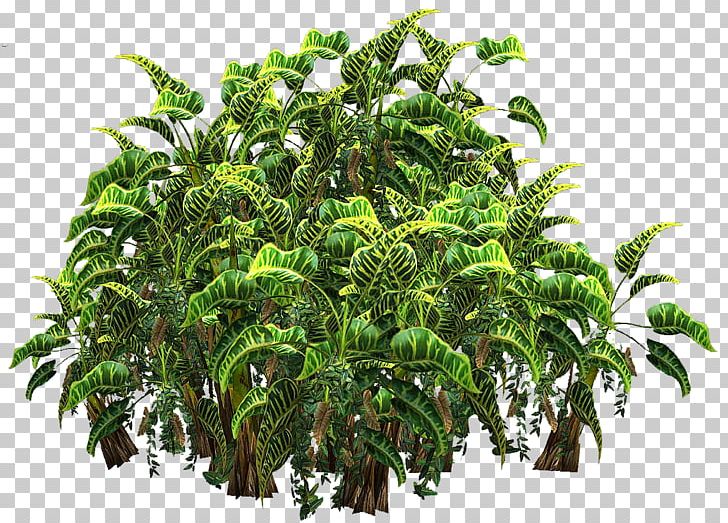 Plant Shrub Arecaceae PNG, Clipart, Arecaceae, Areca Palm, Computer Icons, Desktop Wallpaper, Flowerpot Free PNG Download