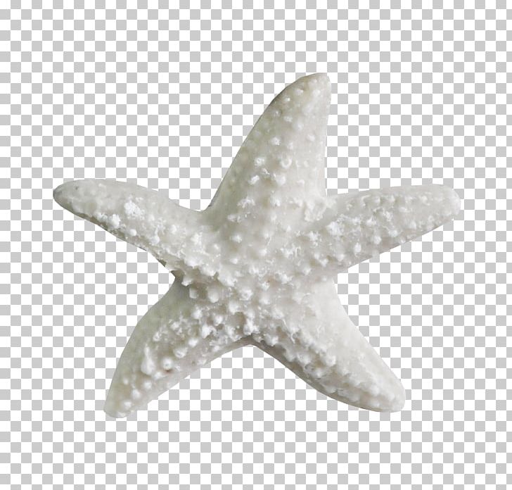 Sea Drawing Starfish Organism PNG, Clipart, 29 November, Accommodation, Clip Art, Document, Download Free PNG Download