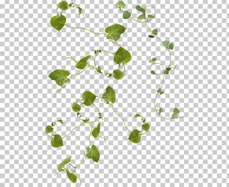 Vine Desktop PNG, Clipart, Annual Plant, Bindweed, Branch, Clip Art, Computer Icons Free PNG Download