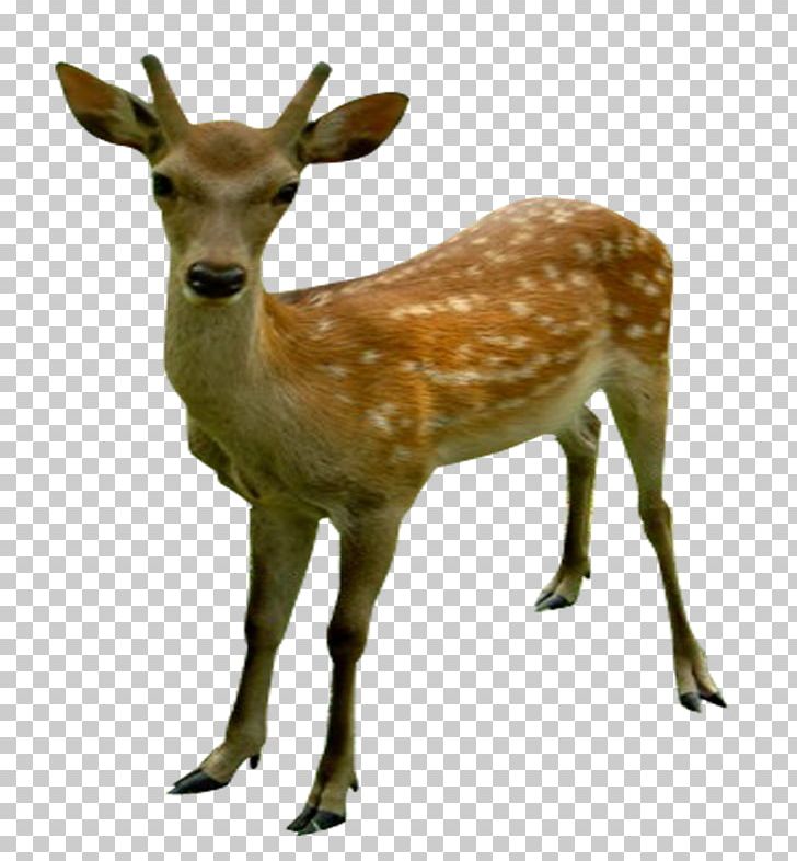 Jilin White-tailed Deer Elk Musk Deer PNG, Clipart, Animals, Antler, Changbai, Christmas Deer, Deer Free PNG Download