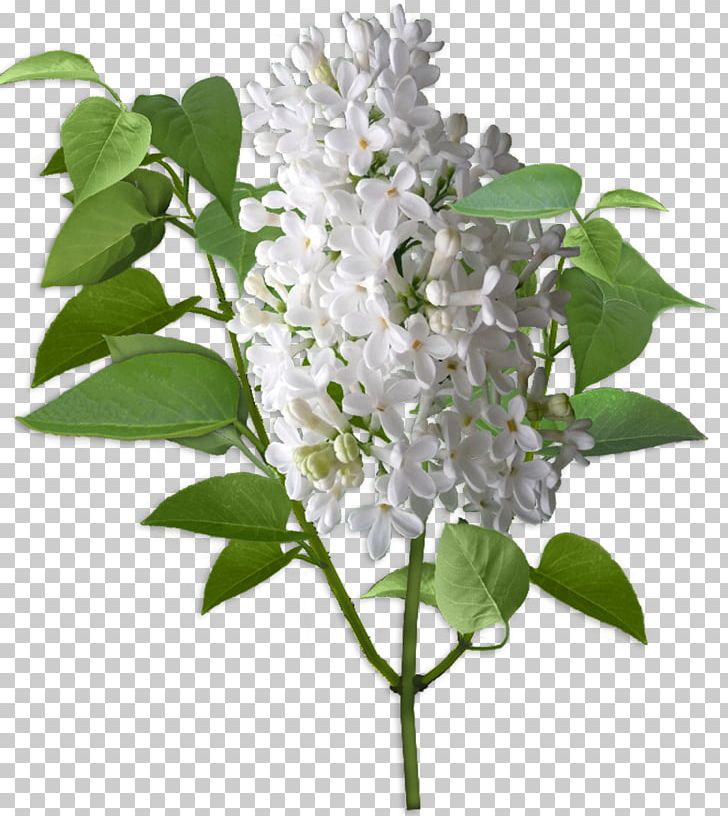 Lilac Cut Flowers Shrub Ярмарка Мастеров PNG, Clipart, Author, Branch, Color, Cut Flowers, Flower Free PNG Download