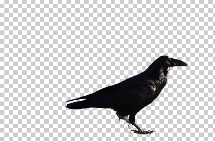 Rook Bird PNG, Clipart, Adobe Illustrator, Animals, Artworks, Background Black, Beak Free PNG Download