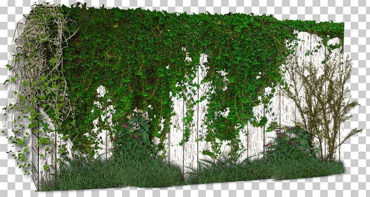 Vine Wall Plant PhotoScape Birch PNG, Clipart, Biome, Birch, Copy1, Gimp, Grass Free PNG Download
