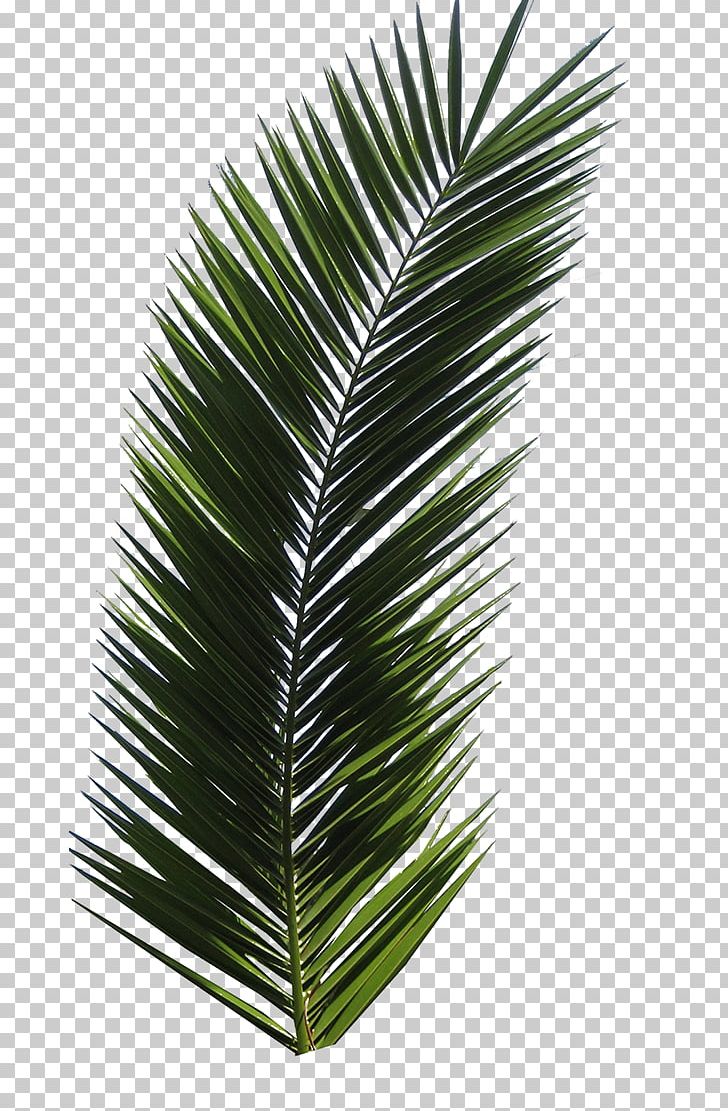 Arecaceae Leaf Tree Frond PNG, Clipart, Arecaceae, Arecales, Borassus Flabellifer, Coconut, Frond Free PNG Download