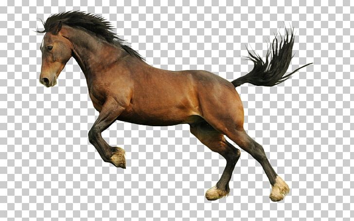 Horse Euclidean Icon PNG, Clipart, Animal, Bit, Bmw, Bmw Car, Bmw With Poen Doors Free PNG Download