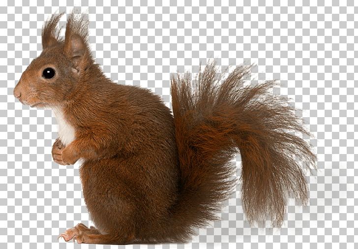 Squirrel Whiskers Fur Fauna Snout PNG, Clipart, Adhd, Animals, Fauna, Fur, Mammal Free PNG Download