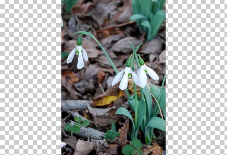 Snowdrop Wildflower PNG, Clipart, Flora, Flower, Flowering Plant, Galanthus, Peruvian Lily Free PNG Download