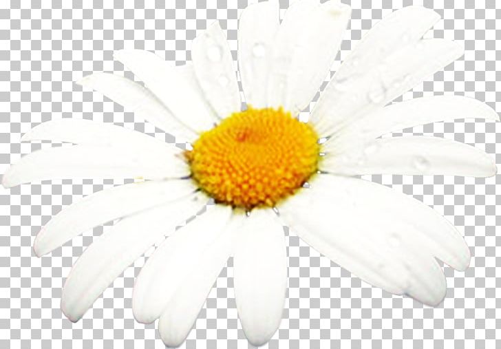 Sunscreen Oxeye Daisy Chrysanthemum Sunburn Melasma PNG, Clipart, Aster, Camomile, Chai, Chamaemelum Nobile, Chrysanths Free PNG Download