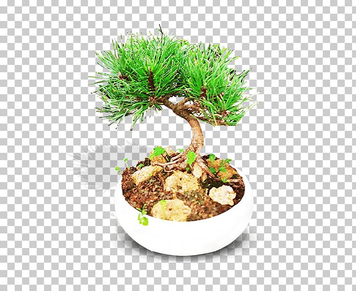 Bonsai Flowerpot Vase Ornamental Plant Tree PNG, Clipart, Bonsai, Cactus, Coleus, Crock, Cutting Free PNG Download