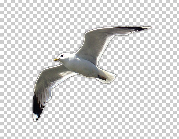 European Herring Gull Great Black-backed Gull Shorebirds Common Gull PNG, Clipart, Albatross, Animal, Animals, Beak, Bird Free PNG Download