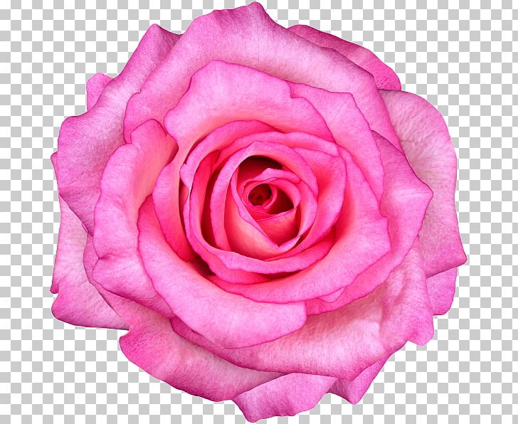 Rose Stock Photography Pink Flowers PNG, Clipart, China Rose, Closeup, Cut Flowers, Desktop Wallpaper, Drawing Free PNG Download